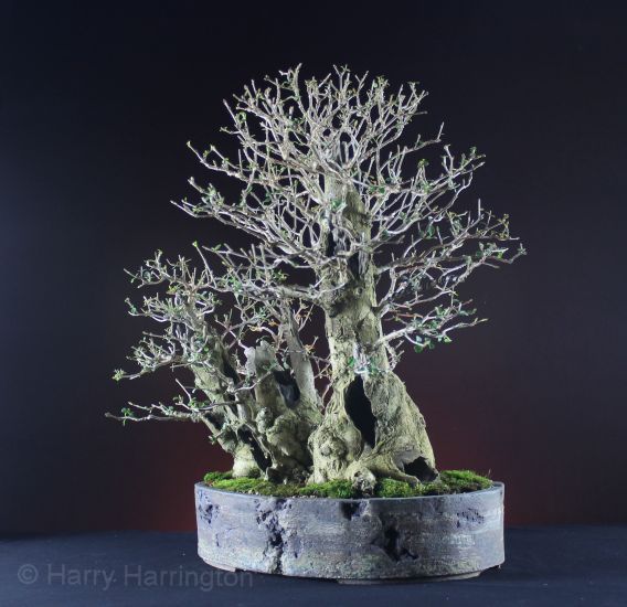 Privet bonsai clump